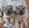 pui shar pei