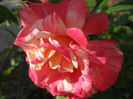 Trandafiri 09