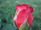 Trandafiri 26