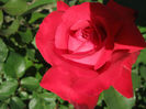 Trandafiri 33