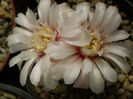 Gymnocalycium quehlianum