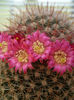 Mammillaria backebergeriana ssp. ernesti