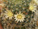Mammillaria crinita ssp. wildii