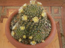Mammillaria crinita ssp. wildii