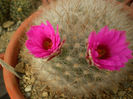 Mammillaria guelzowiana