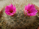 Mammillaria guelzowiana