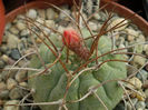 Matucana madisoniorum