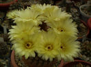 Notocactus schlosseri