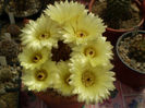 Notocactus schlosseri