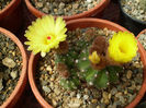 Notocactus ottonis