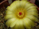 Notocactus ottonis