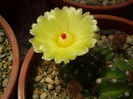 Notocactus ottonis