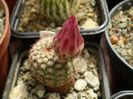 Notocactus rutilans