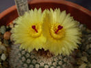 Notocactus scopa var. cobrensis