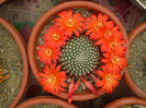 Rebutia krainziana