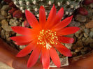 Rebutia krainziana