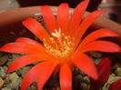 Rebutia krainziana