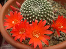 Rebutia krainziana