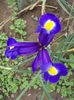 Iris Hollandica Blue Magic 22.05.2013