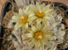 Turbinicarpus schiemdickeanus v. flaviflorus