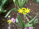 Allium Moly