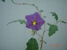 DSC00996