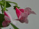 Kohleria Nasca (ni)