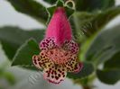 Kohleria Yf s Sweet and Fresh