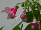 Kohleria Nasca (ni)