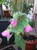 abutilon