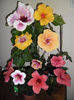hibiscus grup