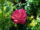 DSCF2961
