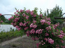 DSCF3156