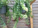 Twister aeschynanthus