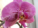 IMG_5064 - 2013