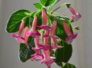 Kohleria Emily Roberts