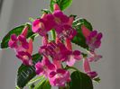 Kohleria Emily Roberts