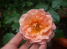 DSCF1353