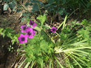 DSCF1361