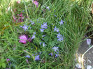 DSCF1366