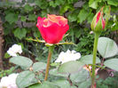 DSCN3331
