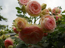 DSCN3329