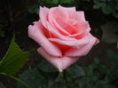 DSCN3328
