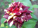 DSCN3323