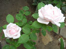 DSCN3296