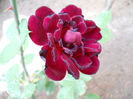 DSCN3278