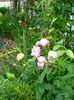 Paeonia lactiflora Sarah Bernhardt