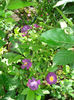 Violette