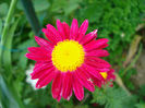 Tanacetum-coccineum"Robinson-s-Red"