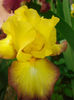 13A. Bold Vision